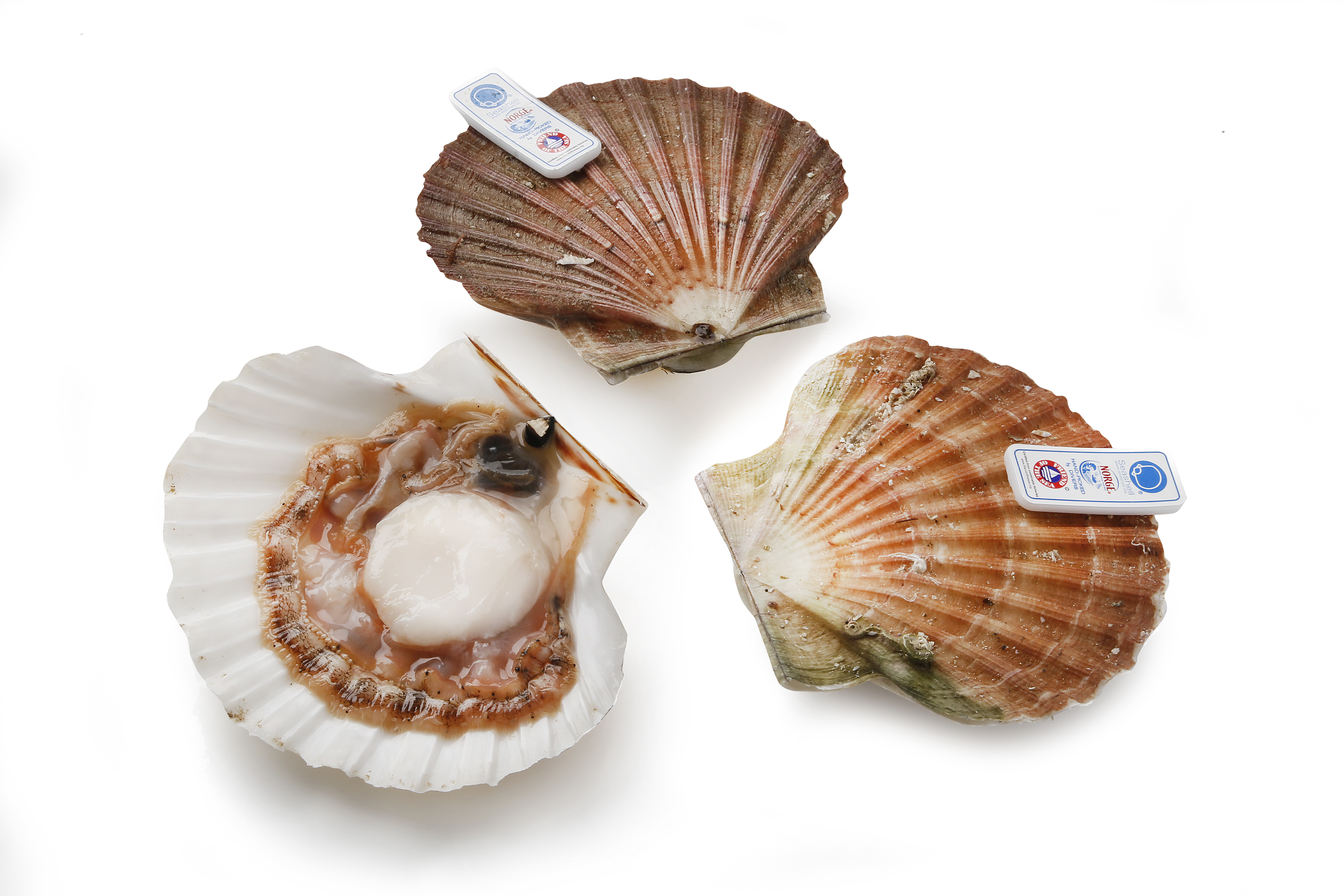 24995 Coquilles Noors in de schelp (gedoken) zak 1 kilo