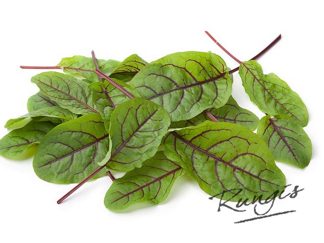 47169 Red chard sla gewassen 125 gram