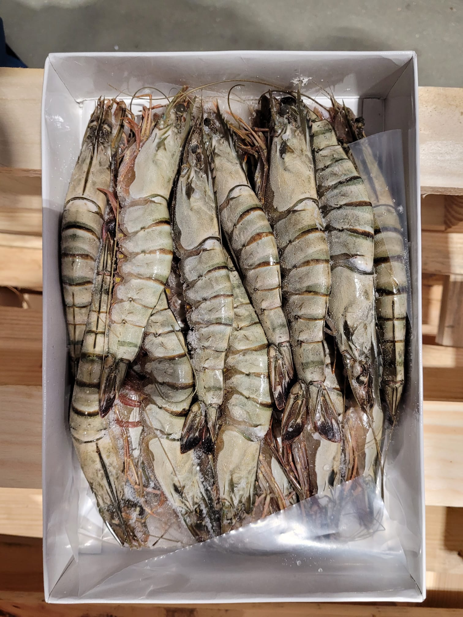 62086 Gamba 16-20 met kop 1kg.